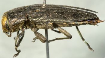 Media type: image;   Entomology 3763 Aspect: habitus lateral view